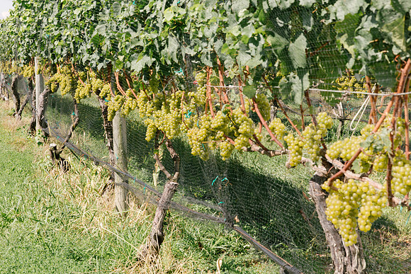 pellegrini vineyards-engagement shoot-longisland-newyork-placidmedia-proposal shoot (23)