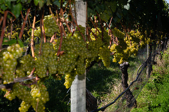 pellegrini vineyards-engagement shoot-longisland-newyork-placidmedia-proposal shoot (24)